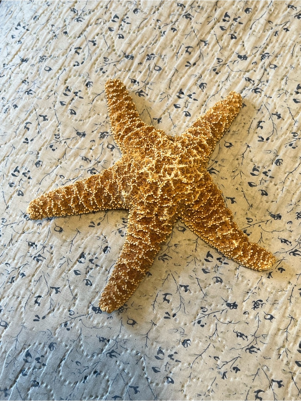 Natural Dried 5-Arm Starfish Sea Star Beach Coastal Nautical Decor Approx 7”